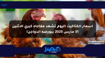 أسعار الكتاكيت اليوم تشهد مفاجأة كبرى الاثنين 31 مارس 2025 ببورصة الدواجن!